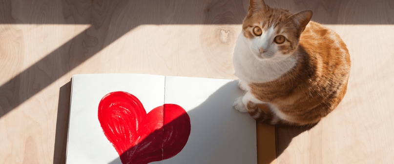Сердце Кошки Фото